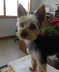 Maybe you would like to learn more about one of these? Male Yorkie Hairstyle Rawatan V