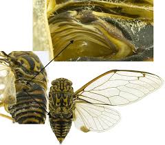 They both have population outbreaks, but more interestingly they're both edible. Cicadas The Not Locust Nebraska Project Wild