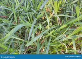 Image result for Cenchrus clandestinus