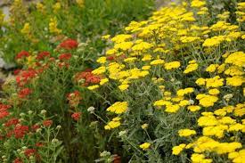 What Is A Yarrow Plant Hgtv