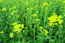 Provided to uaclips by believe sas sarso ke sagiya · khesari lal yadav, priyanka singh mehandi laga ke rakhna (original. Sarso Flower Mustards Mustard Plant Family Green Background Nature Background Green Nature Wallpaper Green Backgrounds Nature Backgrounds