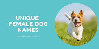 Britt, fay, and gretch obviously might confuse your dog. 500 Most Popular Male And Female Best Dog Names