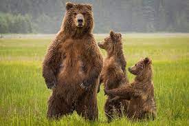 Daily Dozen Photos National Geographic Your Shot National Geographic Animals Wild Animals Pictures Animals Beautiful National Geographic