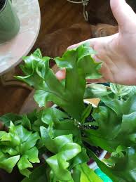 Image result for Microsorum punctatum