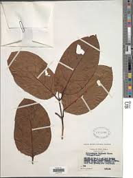 Image result for Oxyanthus goetzei