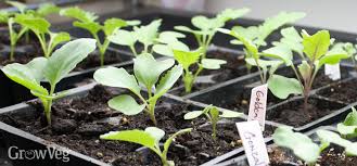 3 Shopping Tips For Plant Grow Lights