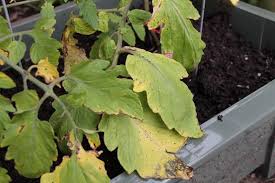 As a result, older leaves don't get the nutrients they need to stay green. 20 Common Tomato Plant Problems And How To Fix Them