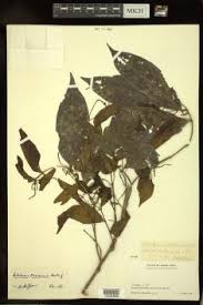 Image result for Antidesma vogelianum