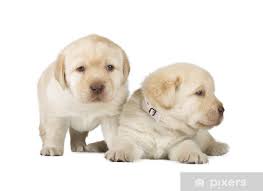 Belle tradition o'broad reach, m.h.) shows. Two Yellow Labrador Retriever Puppies Sticker Pixers We Live To Change