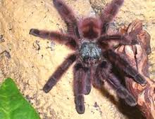 Check spelling or type a new query. Antilles Pink Toed Tarantula The Dallas World Aquarium