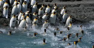 Climate Change 70 Of King Penguins Could Abruptly