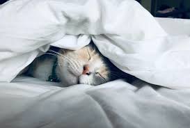 Still, many reputable cbd manufacturers include cbd cat products in their product line. Best Cbd Oil For Cats With Cancer January 2021 Cbd Clinicals