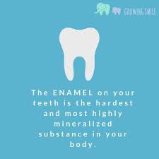 The Enamel On Your Teeth Is The Hardest And Most Highly Mineralized Substance In Your Body Dental Fun Facts Dental Fun Dental Facts
