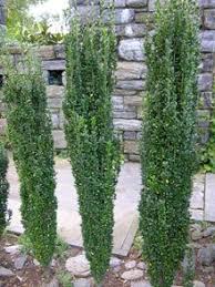 A wide variety of tall bushes options are available to you, such as applicable industries. 200 Best Evergreen Shrubs Ideas In 2020 Evergreen Shrubs Shrubs Evergreen