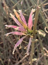 Image result for Anisotes