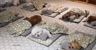 Doggie Daycare Center Shares Adorable Photos Of Puppies Sleeping Together Cesar S Way