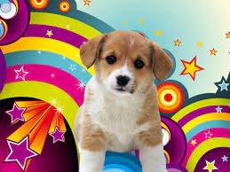 50 Free Dog Wallpaper For Laptop On Wallpapersafari Cutepuppywallpapersfordesktop Dog Wallpaper Cute Puppies Puppy Wallpaper