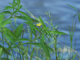 Image result for Ludwigia leptocarpa