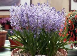 Image result for Scilla benguellensis