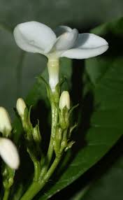 Image result for Rauvolfia nana