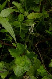 Image result for Plantago palmata