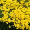 How to choose flowering perennials that bloom from spring to fall. 3