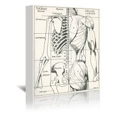 Draw a few curved lines just under the armpit. Drawing Of Bones And Muscles Of The Torso By Found Image Press Wrapped Americanflat