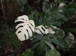 Monstera Deliciosa Variegata Variegated Split Leaf Philodendron Grows On You Monstera Deliciosa Cool Plants Plant Leaves