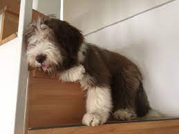 Bearded Collie Puppy 5 Month Bearded Collie Puppies Bearded Collie Collie Puppies