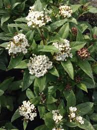 The Otter Nursery Theotternursery On Twitter Evergreen Shrubs Evergreen Bush Small White Flowers