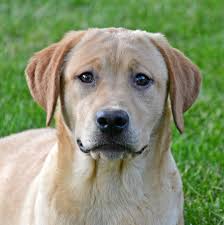 Titus X Rosa 238 Amber Sky Labradors Labrador Retriever Labrador Amber Sky