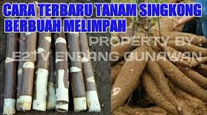 Check spelling or type a new query. Penemuan Terbaru Cara Tanam Singkong Agar Berbuah Banyak Bertingkat 35 Kg Perpohon Youtube