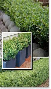 Plants Management Australia Pty Ltd Plants Garden Hedges Australian Native Garden