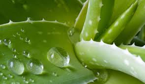 Il caffè tra i migliori rimedi per andare in bagno (pixabay) sicuramente la prima cosa che dovrete immettere nella vostra giornata tipo è un pò di attività fisica. Aloe Un Rimedio Naturale Formidabile Contro La Stitichezza