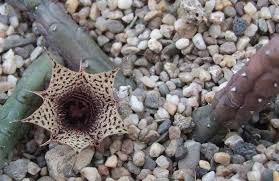Image result for Huernia volkartii