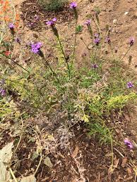 Image result for Nemesia lilacina