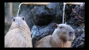 Maybe you would like to learn more about one of these? La Fascinacion De Los Japoneses Por Los Capibaras Global Voices En Espanol