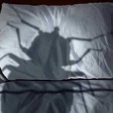 Elimination services in nairobi, pest eradication services in nairobi, nairobi pest control services, kenya pest exterminator, best fumigation service in kenya, pest exterminator of bedbugs, termites, bats, cockroaches, ants, rats, fleas, flies, bird mites, mosquitoes, spiders, bees, wasps, woodworms. Azalia Pest Kenya Pest Control Fumigation Services In Nairobi Pest Control Service In Nairobi