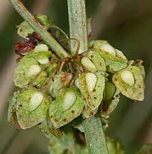 Image result for Rumex lanceolatus