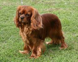 Honeybet Cavaliers King Charles Spaniels Cavalier King Spaniel Cavalier King Charles Spaniel Tricolor Cavalier King Charles