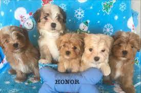 Honor And Forever Has Havanese Puppies For Sale In Summerfield Fl On Akc Puppyfinder Havanese Puppies Havanese Puppies For Sale Puppies For Sale