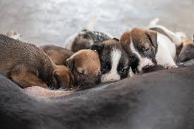 This small litter size is one of the contributory factors towards the high price of chihuahua puppies. Can You Count A Dog S Nipples To Predict Litter Size Petsoid