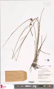 Image result for Rhynchospora holoschoenoides