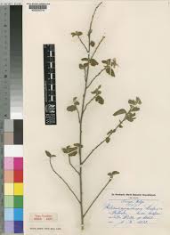 Image result for Hibiscus meyeri