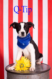 We did not find results for: Animal House Pet Store Wisconsin