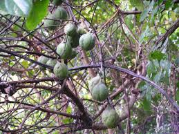 Image result for Adenia rumicifolia