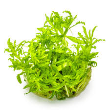 Image result for Pogostemon rogersii