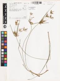 Image result for Cyperus tenuiculmis