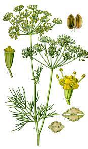 This flower, according to the missionaries, represented the crucifixion of jesus christ. Dill Wikipedia