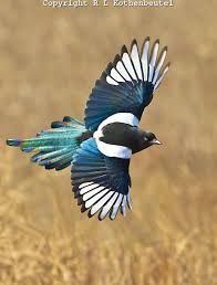 Birds Of Eastern Washington State Black Billed Magpie In Flight Bob Kothenbeutel Wild Birds Pet Birds Beautiful Birds